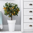 thumbnail image 6 of ⭐ Gardenera Labs's Expert Kumquat Soil Mix - 20 QT - Quick Drain Blend, Enriched with Peat Moss, Perlite, Worm Castings, and Lime - Ideal for Potting, Planting, and Repotting 🍊🌱, 6 of 7