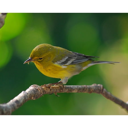 - Laminated Poster Pine Warbler Outdoors Nature Wildlife Yellow Bird Poster Print 11 x 17