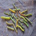 thumbnail image 4 of HUGFEGWE 6Pcs Random Style Simulation Caterpillar Plastic Fake Worm Crawling,Halloween Prank Joke,Insects Science Educational Learning,Novelty and Gag CA919-86323, 4 of 5