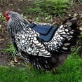 thumbnail image 6 of Kiplyki Premium Chicken Saddle with Adjustable Straps to Suit Small Medium and Large Hen, 6 of 9
