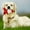 5Pack-VR2216, variant on 5 Pack Pet Supplies Christmas Dog Toy Sound Emitting Puppy Toy Santa Decoration for Gifts