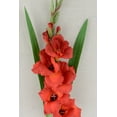 thumbnail image 2 of Gladiolus Flower Red 33 inches, 2 of 3