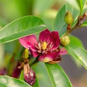 National Plant Network 3 gal. Magnolia Stellar Ruby