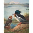 thumbnail image 3 of Archibald Thorburn 20x24 Black Modern Framed Museum Art Print Titled - Red-Breasted Merganser (1913), 3 of 5