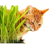 Cat Grass Seeds for Planting - 1,000 Seeds - Nutritious and Tasty Treat for Cats and Other Animals.