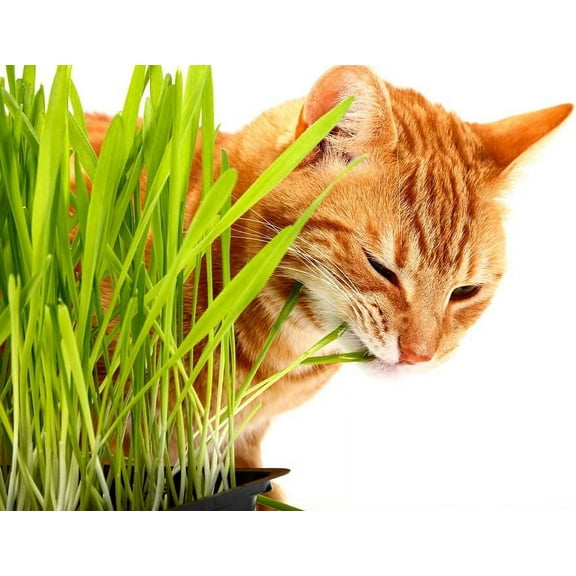 Cat Grass Seeds for Planting - 1,000 Seeds - Nutritious and Tasty Treat for Cats and Other Animals.