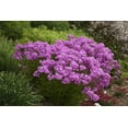1 Gallon Opening Act Ultrapink (Phlox) Live Plant, Pink Flowers