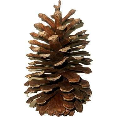 4 Pack - Jumbo Pine Cones 6" to 9” Tall Bulk Package All Natural, Perfect for Christmas, Crafting, and Home Accent Decor Pine Cones - UNSCENTED