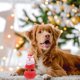 thumbnail image 1 of Decoraciones navideñas, adornos navideños, regalos navideños, juguetes navideños para mascotas, juguetes que hacen ruido al rechinar los dientes, accesorios para perros, juguete de plástico para masco, 1 of 6