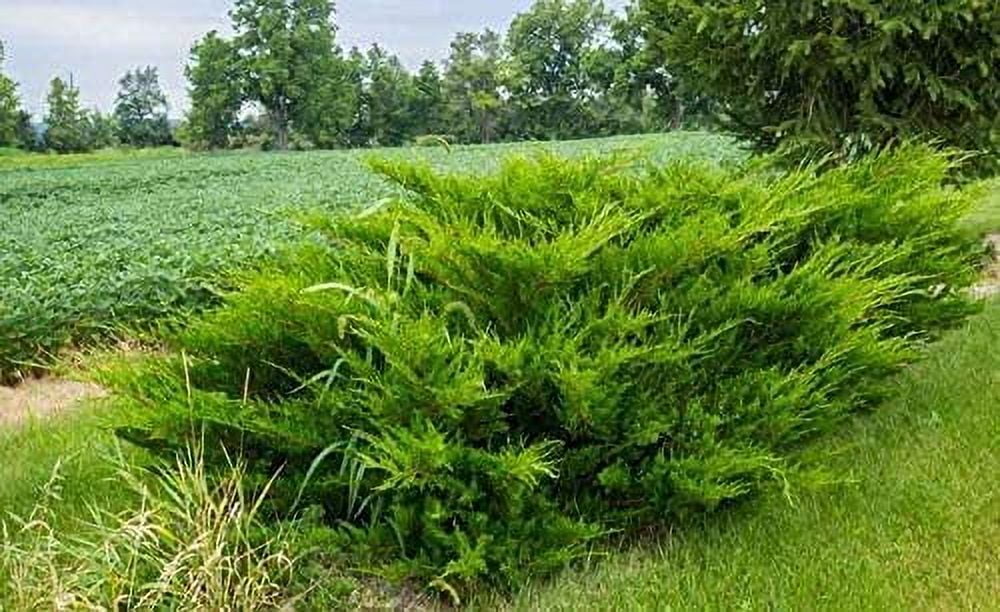 Sea Green Juniper - 20 Live Plants - Juniperus Chinensis - Hardy Evergreen Privacy Screen