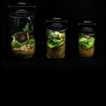 thumbnail image 3 of Timing Full Spectrum Plant Lamp Micro Landscape Plant Growth Lamp Shade Plant Glass Flower, 3 of 7