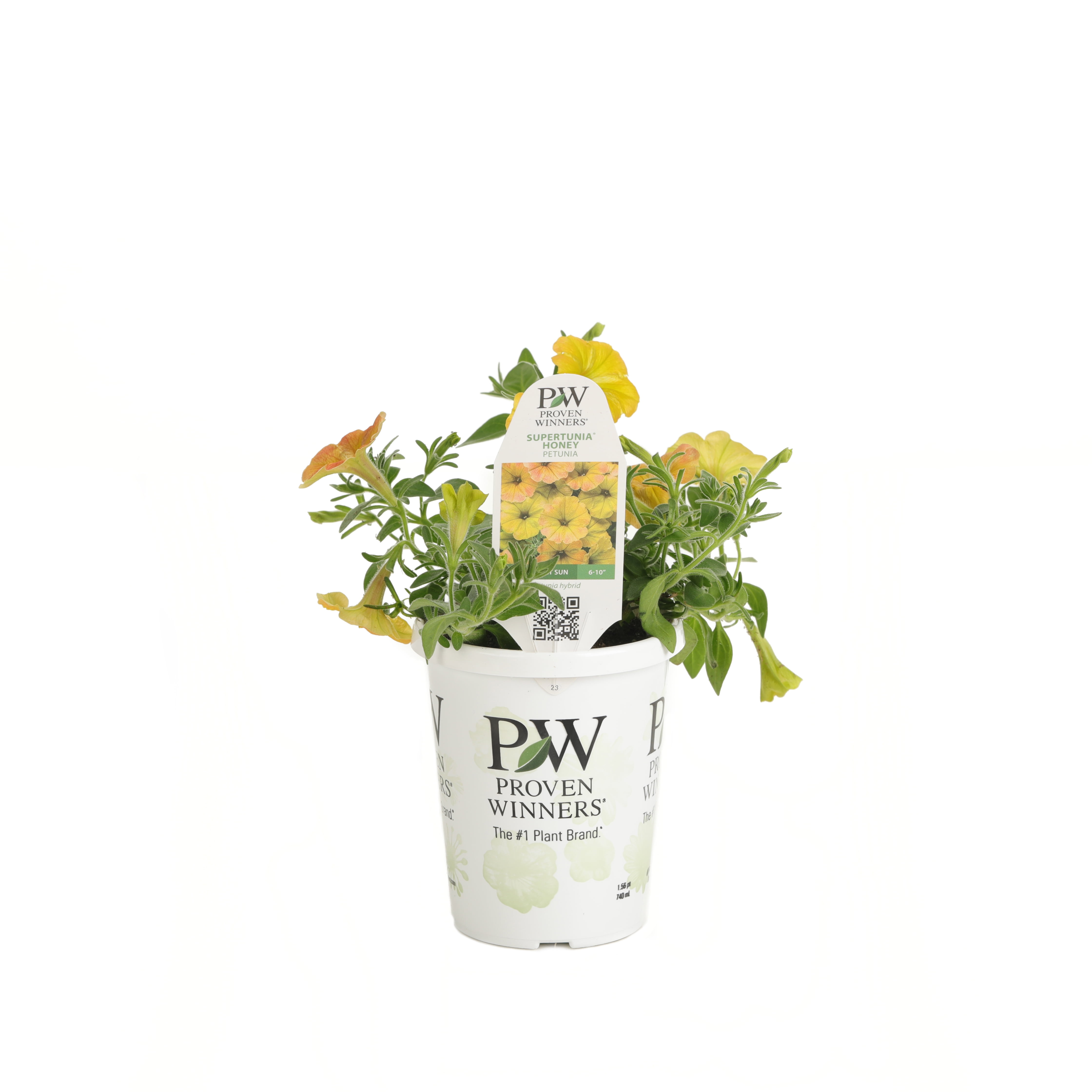 4-Pack, 4.25 in. Grande 4.25 in. Supertunia Honey (Petunia) Live Plant, Yellow and Pink Flowers