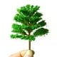 thumbnail image 5 of Árboles modelo TFixol, 5 of 7