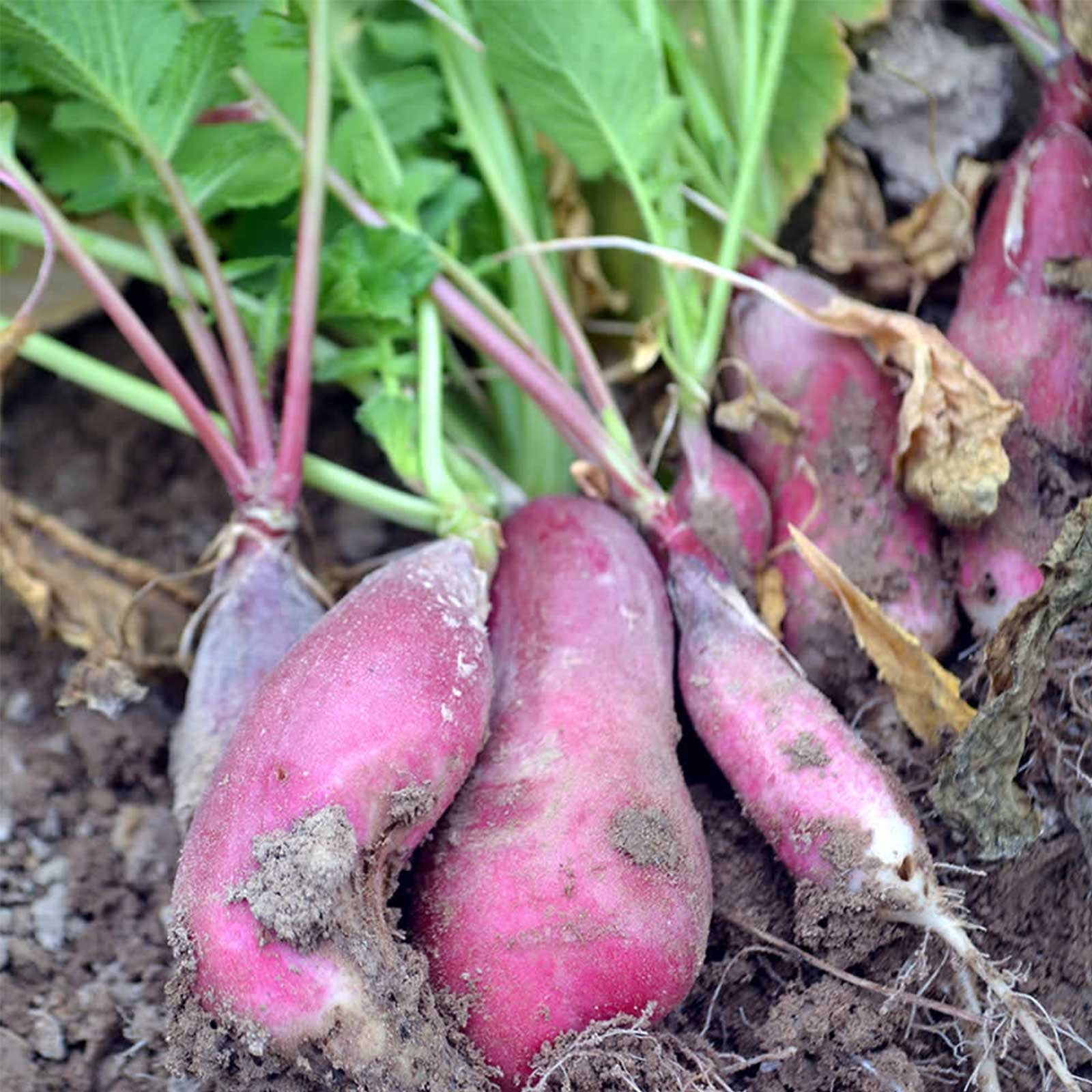 French Breakfast Radish Seeds 1 Lb Seed Pouch Heirloom Garden Seeds