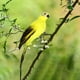 thumbnail image 2 of Loro de plumas de imitación, verde, decoración de jardín, pájaro, loro de acero dorado, pájaro, pájaro de plumas, clip de pájaro de espuma, decoración de pájaros, 2 of 8
