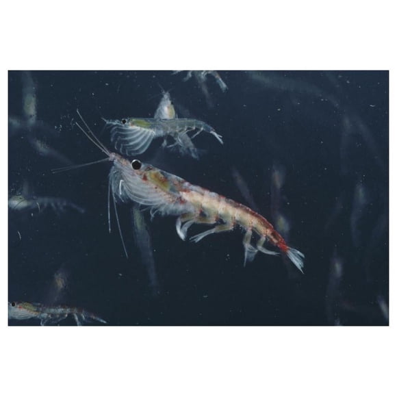 Antarctic Krill, Antarctica-Paper Art-50"x34"