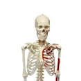 thumbnail image 5 of MonMed | Medical Skeleton Model Life Size Human Skeleton Model, Numbered, 5 of 7