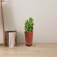 thumbnail image 7 of Set of 2 Red Resin Plant Pots with Drainage Holes and Saucers for Orchids, Mint, and Indoor Home Gardening, 7 of 7