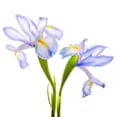 thumbnail image 3 of Reynolds, Richard 12x12 Black Modern Framed Museum Art Print Titled - Iris It Blue, 3 of 5