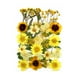 thumbnail image 2 of 30 piezas de flores secas prensadas reales, kit natural a granel de hojas secas para manualidades, Amarillo, 2 of 3
