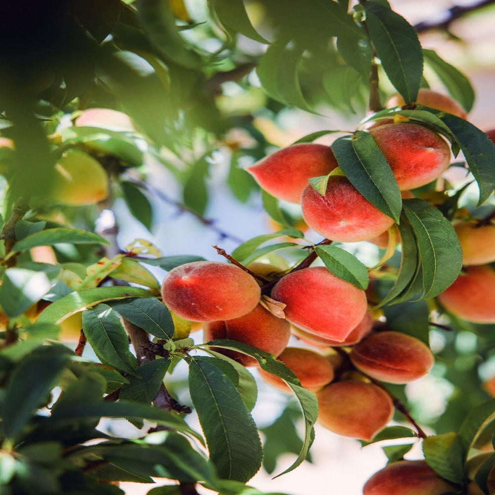 Expert Gardener 3-4 ft. Ruston Peach Live Tree in 7-Gallon Grower Pot