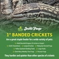 thumbnail image 3 of Grillos alimentadores Josh's Frogs 1" adultos grandes, 500 unidades, 3 of 6