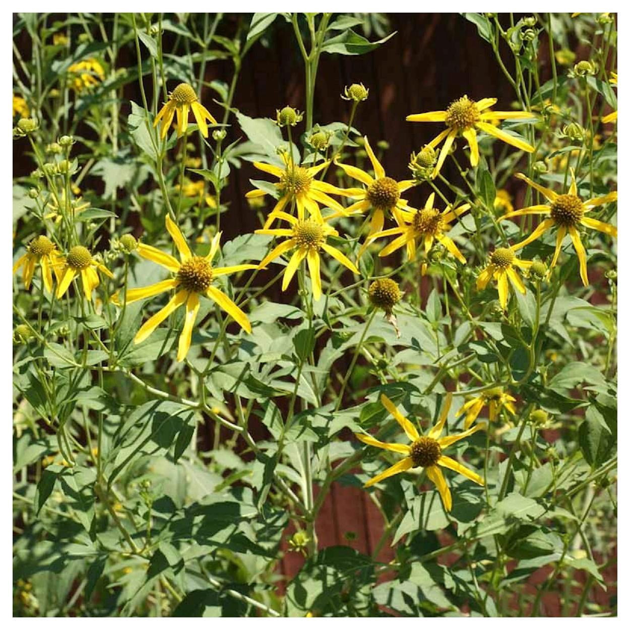 Everwilde Farms - 1 lb Wild Golden Glow Native Wildflower Seeds - Gold Vault Bulk Seed Packet