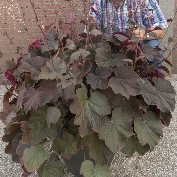 Palace Purple Coral Bell Heuchera Dormant Bare Root Perennial Starter Plant, One Plant per Offer