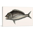 thumbnail image 1 of ARTCANVAS The Porgy 1754 Canvas Art Print by Mark Catesby - Size: 18" x 12" (1.50" Deep), 1 of 9