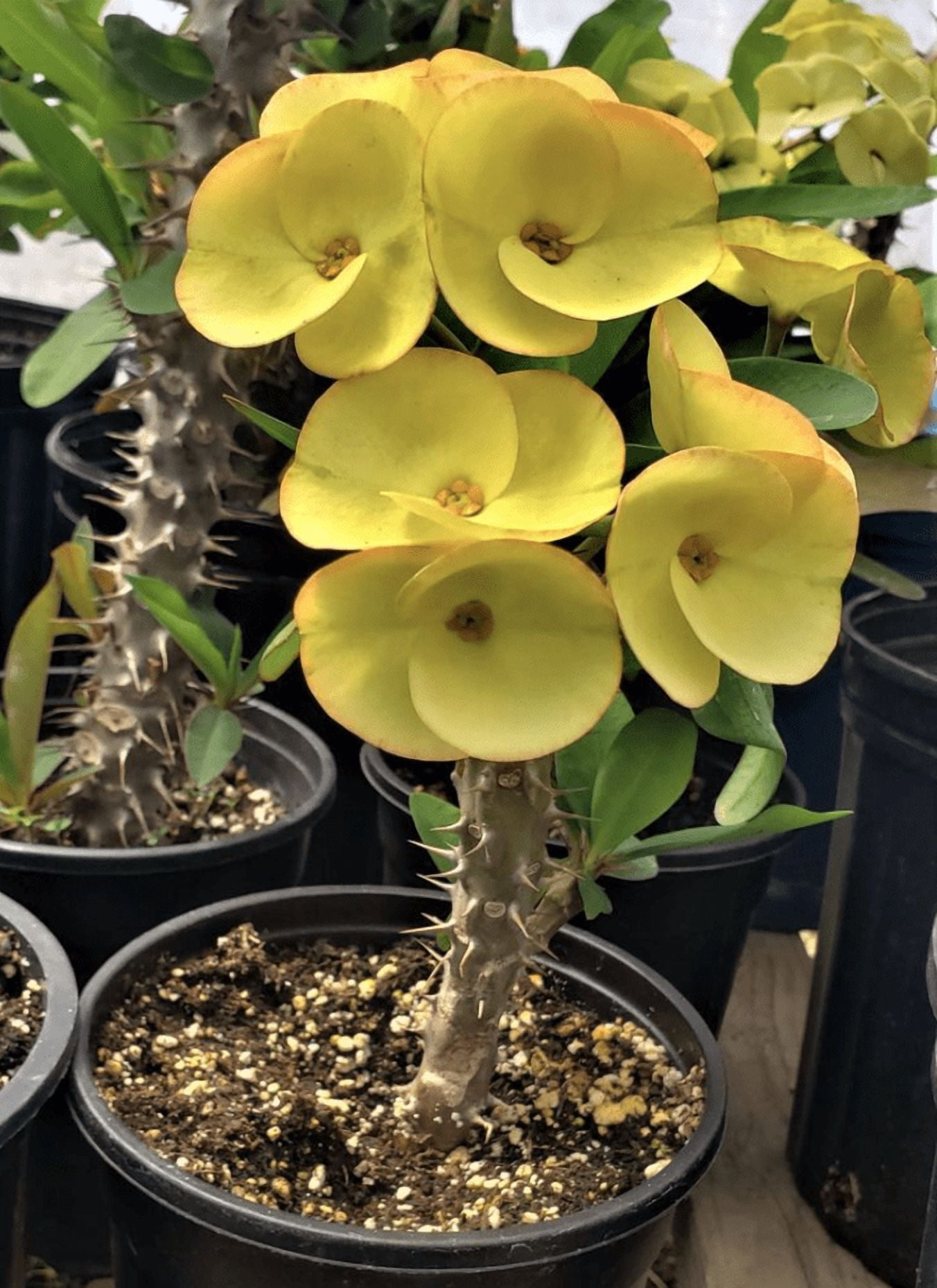 Yellow Crown of Thorns Plant, Euphorbia Crown of Thorns Plant, Live Cactus Plant 4 Inches Pot, Cactus Plant Indoor
