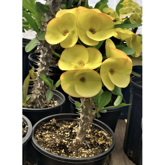 Yellow Crown of Thorns Plant, Euphorbia Crown of Thorns Plant, Live Cactus Plant 4 Inches Pot, Cactus Plant Indoor