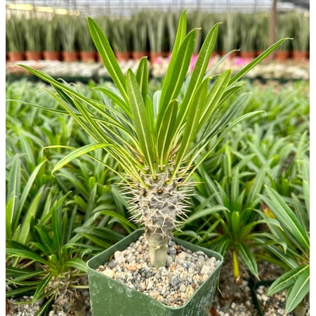 RedCrocus Madagascar Palm Cactus Pachypodium | Unique Succulent for Indoor & Outdoor Gardens | Drought-Tolerant, Sun-Loving Plant 8" Pot