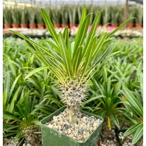 Madagascar Palm-Pachypodium-Unique succulent for your home 8" Pot