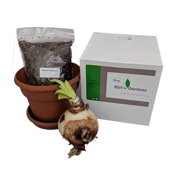 Black Pearl Amaryllis Kit Gift Box/Bulb/Pot/Saucer/Potting Soil 26/