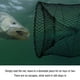 thumbnail image 5 of Red de Pesca, Trampa de Cebo de Pesca Camarones de Cangrejo de Cangrejo, Jaula de Trampa de Pesca para Cangrejo Minnow Cangrejo de Cangrejo de Camarón Trampa de la Red de La, 5 of 7