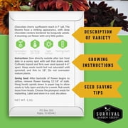 Sunflower Seeds 4 Pack - Autumn Beauty, Chocolate Cherry, Sungold, Lemon Queen - Full Sun Annual Flowers