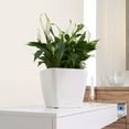thumbnail image 2 of Lechuza USA 11" White Quadro Premium Planter with Water Reservoir, 2 of 7
