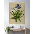 thumbnail image 2 of Scilla Peruviana - Scilla Peruviana Alba Poster Wall Art, Modern Wall Decor For Living Room Bedroom, 8x12 UNFRAMED, 2 of 3