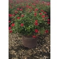 thumbnail image 2 of Southern Living It's A Breeze Rose Live Shrub in 2-Gallon Grower Pot, 2 of 3