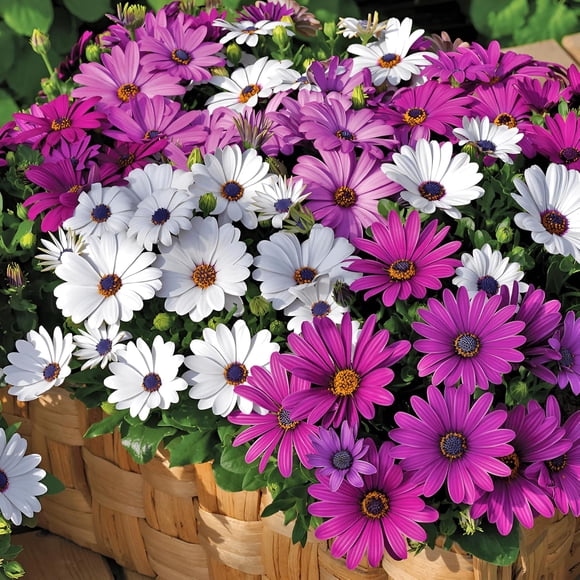 HIGHGW 85 Seeds, Osteospermum African Daisy Mix Flower Seeds Outdoor Home Garden Flower Seeds