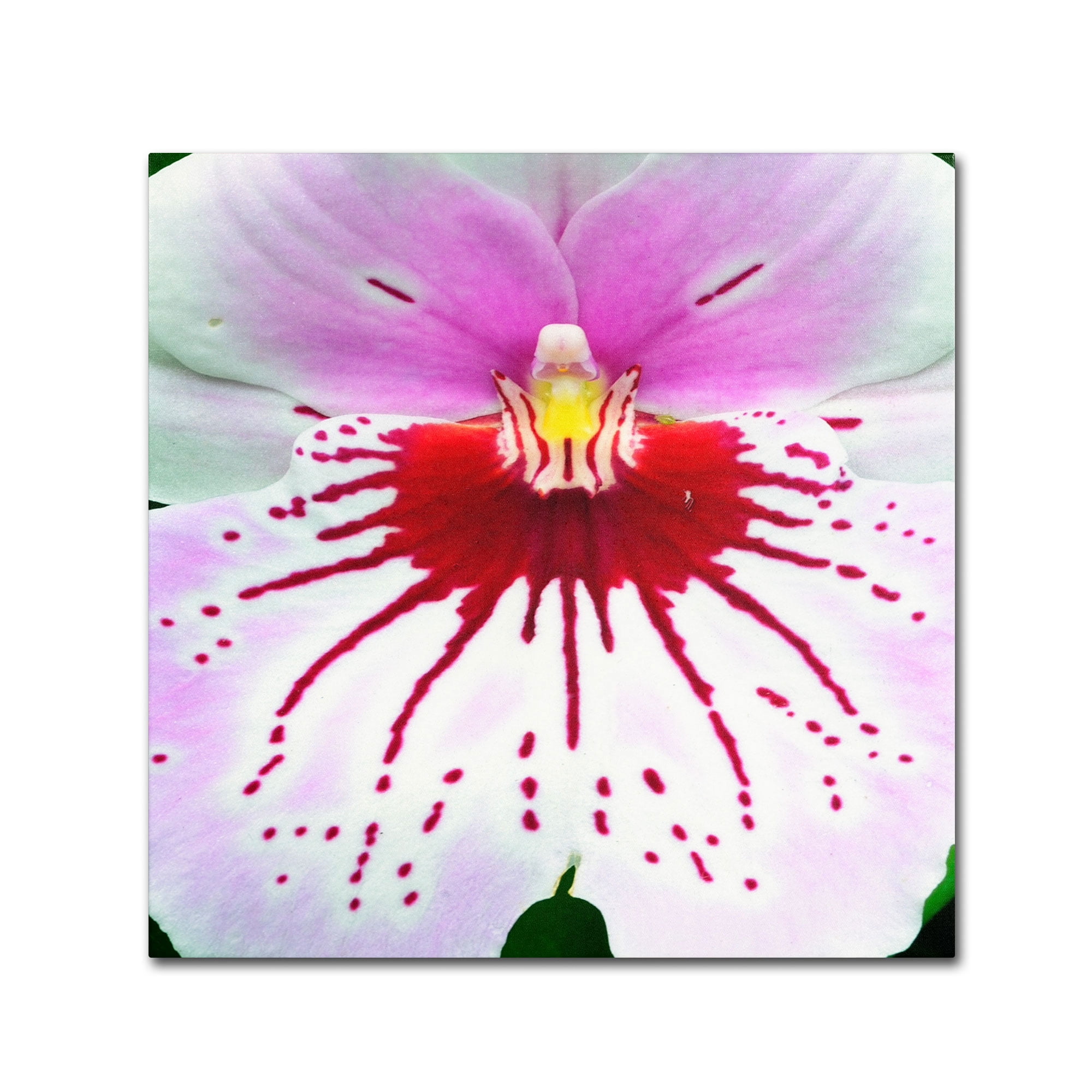 Trademark Fine Art "Mother Natures Imagination Orchid" Canvas Art by Kurt Shaffer