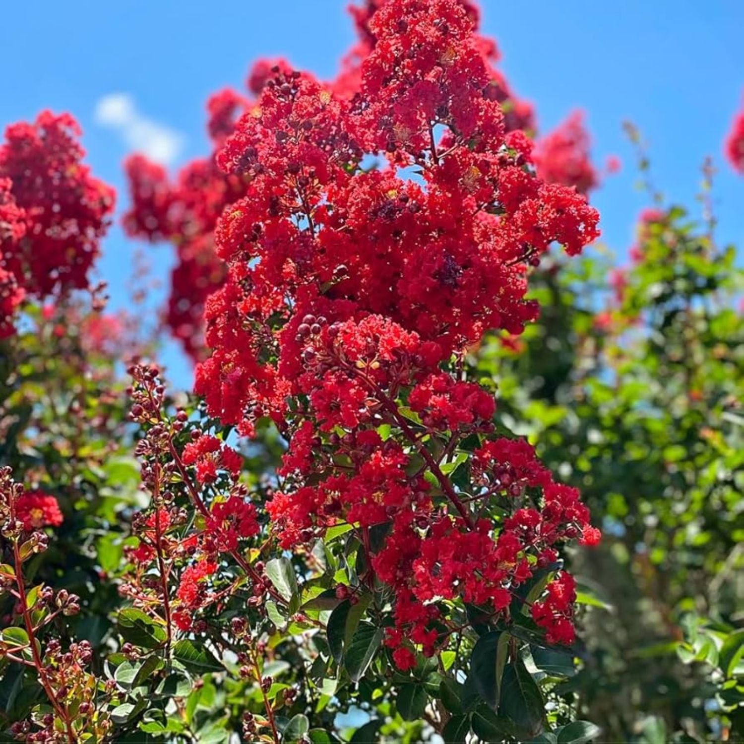 Garden Debut 2-3 ft. Tall Scarlet Beauty Crape Myrtle Live Tree in 3- Gallon Grower Pot