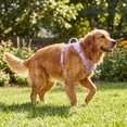 thumbnail image 4 of Vibrant Life Neoprene Comfort Control Dog Harness, Lavender, Large, 4 of 9