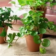 thumbnail image 2 of 15cm Artificial Plants Leaves Fake Grass Bouquet Green Plants Leafs Tropical Tree Leaves Lucky Grass Foliage for Home Bonsai, 2 of 9