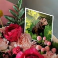 thumbnail image 3 of 3drose, Chocolate Labrador Retriever, 12 Greeting Cards with Envelopes, 3 of 7