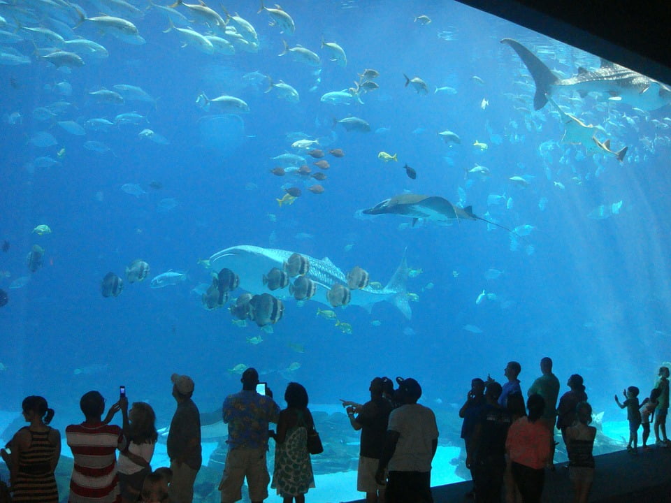 Aquarium Atlanta Fish12 Inch BY 18 Inch Laminated Poster