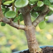 Brussel's Dwarf Jade Bonsai - Small - (Indoor)