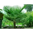 thumbnail image 4 of Windmill Palm - 5 Live Plants in 4 Inch Pots - Trachycarpus Fortunei - Hardy Palm from Florida, 4 of 5