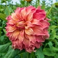 thumbnail image 2 of Belle of Barmera Dinner Plate Dahlia Dormant Summer Flowering Bare Roots (5-Pack), 2 of 3