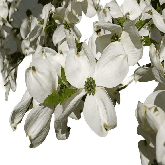 White Dogwood Tree Live Trees, Spring Blooms